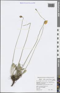 Papaver rubroaurantiacum (Fisch. ex DC.) C. E. Lundstr., Siberia, Baikal & Transbaikal region (S4) (Russia)