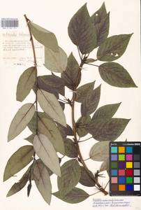 Populus ×moscoviensis Schröd., Eastern Europe, Moscow region (E4a) (Russia)