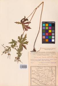 Geranium pseudosibiricum J. Mayer, Eastern Europe, Eastern region (E10) (Russia)