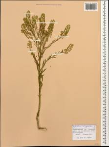 Lepidium virginicum L., Caucasus, Black Sea Shore (from Novorossiysk to Adler) (K3) (Russia)