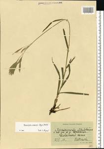 Bromus inermis Leyss., Eastern Europe, North Ukrainian region (E11) (Ukraine)