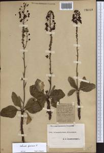 Verbascum phoeniceum L., Eastern Europe, Eastern region (E10) (Russia)