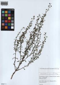 Chaenorhinum minus, Siberia, Altai & Sayany Mountains (S2) (Russia)