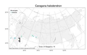 Caragana halodendron (Pall.) Dum.Cours., Atlas of the Russian Flora (FLORUS) (Russia)