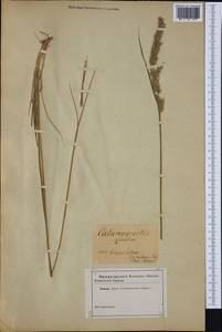 Calamagrostis varia (Schrad.) Host, Western Europe (EUR) (Not classified)