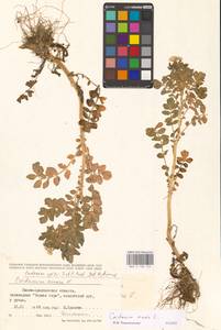 Cardamine amara L., Eastern Europe, West Ukrainian region (E13) (Ukraine)