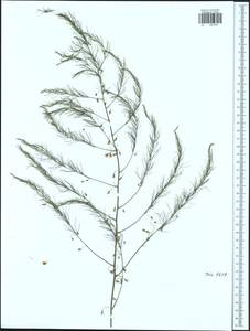 Asparagus officinalis L., Eastern Europe, Central region (E4) (Russia)