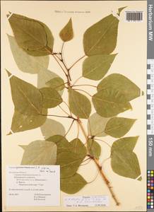 Populus tremuloides Michx., Eastern Europe, Central region (E4) (Russia)