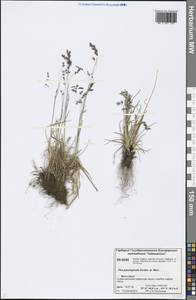 Poa paucispicula Scribn. & Merr., Siberia, Central Siberia (S3) (Russia)