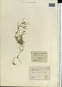 Sporobolus schoenoides (L.) P.M.Peterson, Eastern Europe, Rostov Oblast (E12a) (Russia)