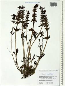 Pedicularis verticillata, Siberia, Baikal & Transbaikal region (S4) (Russia)