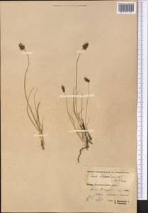 Carex stenophylla subsp. stenophylloides (V.I.Krecz.) T.V.Egorova, Middle Asia, Pamir & Pamiro-Alai (M2) (Tajikistan)