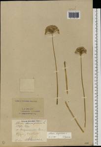 Allium angulosum L., Eastern Europe, Eastern region (E10) (Russia)