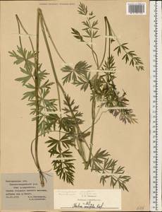 Dichoropetalum carvifolia (Vill.) Pimenov & Kljuykov, Eastern Europe, Central forest-and-steppe region (E6) (Russia)