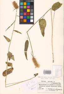 Phyteuma spicatum L., Eastern Europe, Estonia (E2c) (Estonia)
