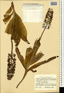 Orchis punctulata Steven ex Lindl., Crimea (KRYM) (Russia)