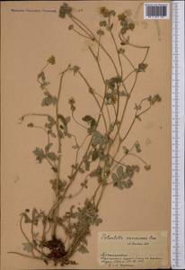 Potentilla inclinata Vill., Middle Asia, Pamir & Pamiro-Alai (M2) (Tajikistan)