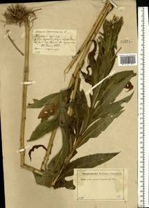 Senecio sarracenicus L., Eastern Europe, North-Western region (E2) (Russia)