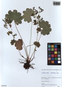 Alchemilla hebescens Juz., Siberia, Altai & Sayany Mountains (S2) (Russia)