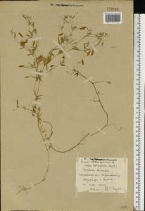 Vicia tetrasperma (L.)Schreb., Eastern Europe, Central forest region (E5) (Russia)