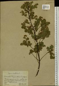 Spiraea trilobata L., Siberia, Altai & Sayany Mountains (S2) (Russia)