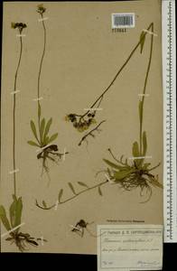Pilosella floribunda (Wimm. & Grab.) Fr., Eastern Europe, Moscow region (E4a) (Russia)
