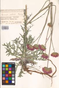 Jurinea cretacea Bunge, Eastern Europe, Lower Volga region (E9) (Russia)
