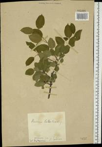 Rhamnus cathartica L., Eastern Europe, Central forest-and-steppe region (E6) (Russia)