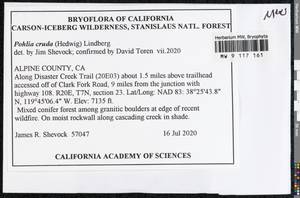 Pohlia cruda (Hedw.) Lindb., Bryophytes, Bryophytes - America (BAm) (United States)