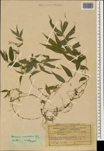 Oplismenus undulatifolius (Ard.) Roem. & Schult., Caucasus, Azerbaijan (K6) (Azerbaijan)