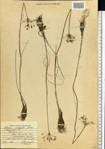 Allium inaequale Janka, Eastern Europe, Central forest-and-steppe region (E6) (Russia)