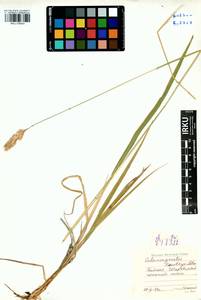 Calamagrostis korotkyi Litv., Siberia, Baikal & Transbaikal region (S4) (Russia)