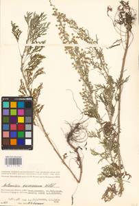 Artemisia sieversiana Ehrh. ex Willd., Eastern Europe, Lower Volga region (E9) (Russia)