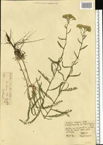 Achillea ×submicrantha Tzvelev, Eastern Europe, South Ukrainian region (E12) (Ukraine)