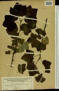 Ribes spicatum, Eastern Europe, Volga-Kama region (E7) (Russia)