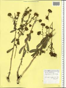 Grindelia squarrosa (Pursh) Dunal, Eastern Europe, Lower Volga region (E9) (Russia)