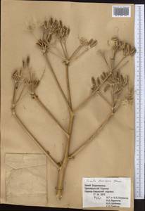 Ferula decurrens Korovin, Middle Asia, Pamir & Pamiro-Alai (M2) (Tajikistan)