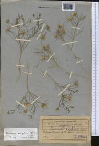 Cuminum setifolium (Boiss.) Koso-Pol., Middle Asia, Western Tian Shan & Karatau (M3) (Kazakhstan)