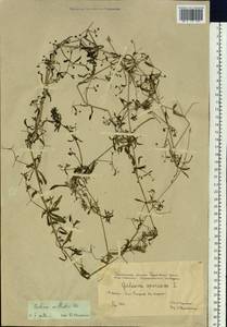 Galium spurium subsp. spurium, Siberia, Western Siberia (S1) (Russia)