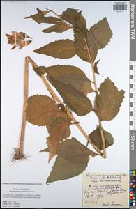 Campanula latifolia L., Eastern Europe, Central region (E4) (Russia)