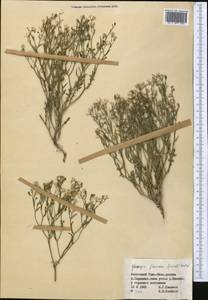 Askellia flexuosa (Ledeb.) W. A. Weber, Middle Asia, Northern & Central Tian Shan (M4) (Kyrgyzstan)