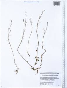 Arabidopsis lyrata subsp. petraea (L.) O'Kane & Al-Shehbaz, Siberia, Western Siberia (S1) (Russia)