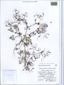 Scandix macrorhyncha C. A. Mey., Caucasus, Krasnodar Krai & Adygea (K1a) (Russia)