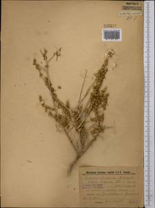 Xylosalsola arbuscula (Pall.) Tzvelev, Middle Asia, Syr-Darian deserts & Kyzylkum (M7) (Uzbekistan)