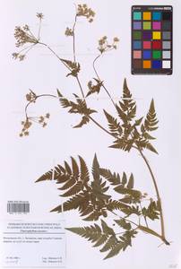 Chaerophyllum aureum L., Eastern Europe, Moscow region (E4a) (Russia)