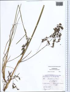 Deschampsia cespitosa (L.) P.Beauv., Caucasus, Azerbaijan (K6) (Azerbaijan)