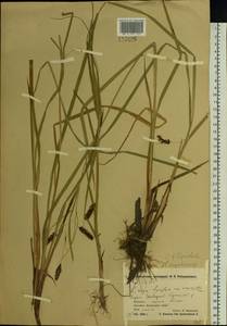 Carex lyngbyei Hornem., Siberia, Chukotka & Kamchatka (S7) (Russia)