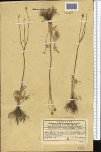 Ranunculus platyspermus Fisch. ex DC., Middle Asia, Western Tian Shan & Karatau (M3) (Kazakhstan)