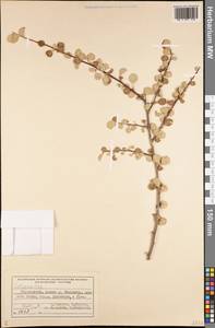 Cotoneaster, Middle Asia, Pamir & Pamiro-Alai (M2) (Tajikistan)