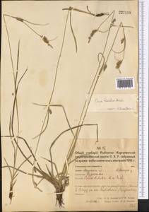 Carex diluta M.Bieb., Middle Asia, Northern & Central Kazakhstan (M10) (Kazakhstan)